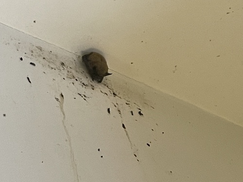 iNaturalist observation photo of Evening Bats