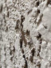 Eufernaldia cadarellus