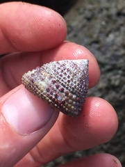 Trochus intextus