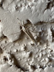 Eufernaldia cadarellus