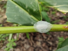 Okiscarta
