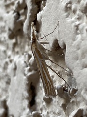 Eufernaldia cadarellus