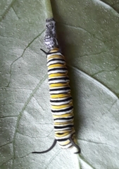 Danaus plexippus plexippus