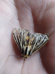 Apantesis virguncula