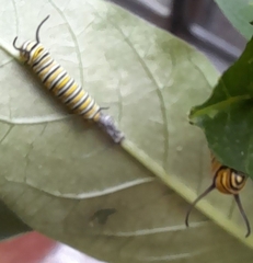 Danaus plexippus plexippus