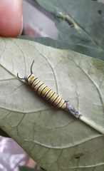 Danaus plexippus plexippus