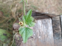 Malvaceae