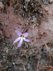 Pinguicula parvifolia