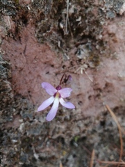 Pinguicula parvifolia