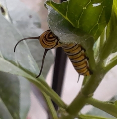 Danaus plexippus plexippus