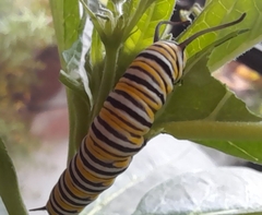 Danaus plexippus plexippus