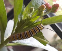 Danaus plexippus plexippus