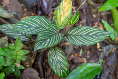 Goeppertia elliptica