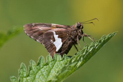 Silver-spotted Skipper, photo 5 of 10