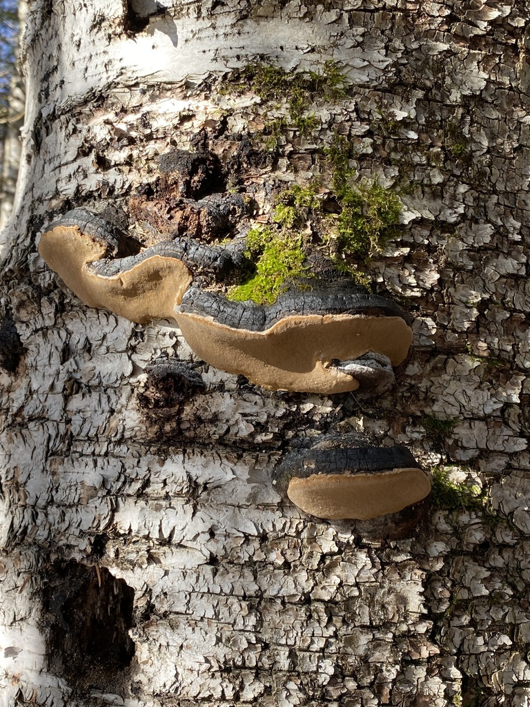 birch bristle bracket