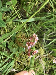 Sedum villosum