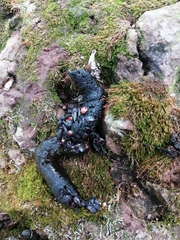 Bassariscus