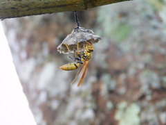 Polistes diabolicus