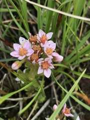Sedum villosum
