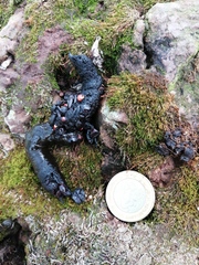 Bassariscus