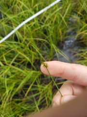 Carex chordorrhiza
