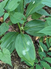 Veratrum parviflorum