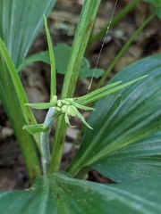 Veratrum parviflorum