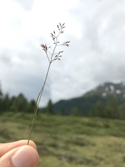 Agrostis rupestris