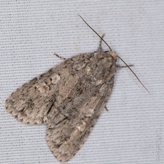 Acronicta immodica