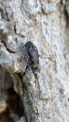 Tomoxia lineella
