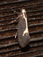 Polix coloradella