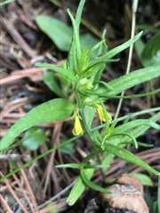 Melampyrum sylvaticum