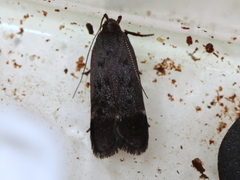 Anacampsis lupinella