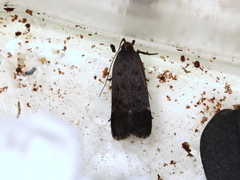 Anacampsis lupinella