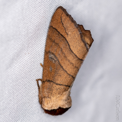 Angus' Datana Moth photo 3