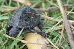 Kinosternon hirtipes murrayi