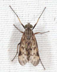Rhagio punctipennis