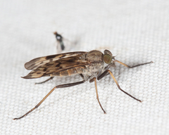 Rhagio punctipennis