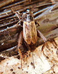 Gryllus fultoni