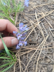 Penstemon caespitosus