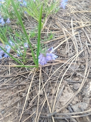 Penstemon caespitosus