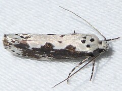 Ethmia semilugens