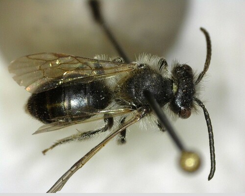 iNaturalist observation photo of Mining Bees