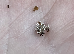 Polycephalomyces tomentosus