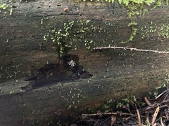 Polycephalomyces tomentosus