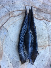 Callorhinchus milii