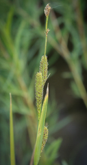 Carex nebrascensis