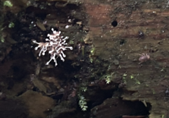 Polycephalomyces tomentosus