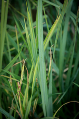 Carex nebrascensis