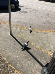 Columba livia domestica